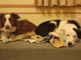 Doggy's Days and Co
