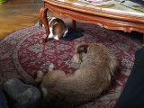 Doggy's Days and Co