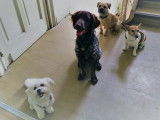 Doggy's Days and Co