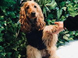 Paws Up Coach