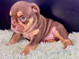 chiot bouledogue anglais