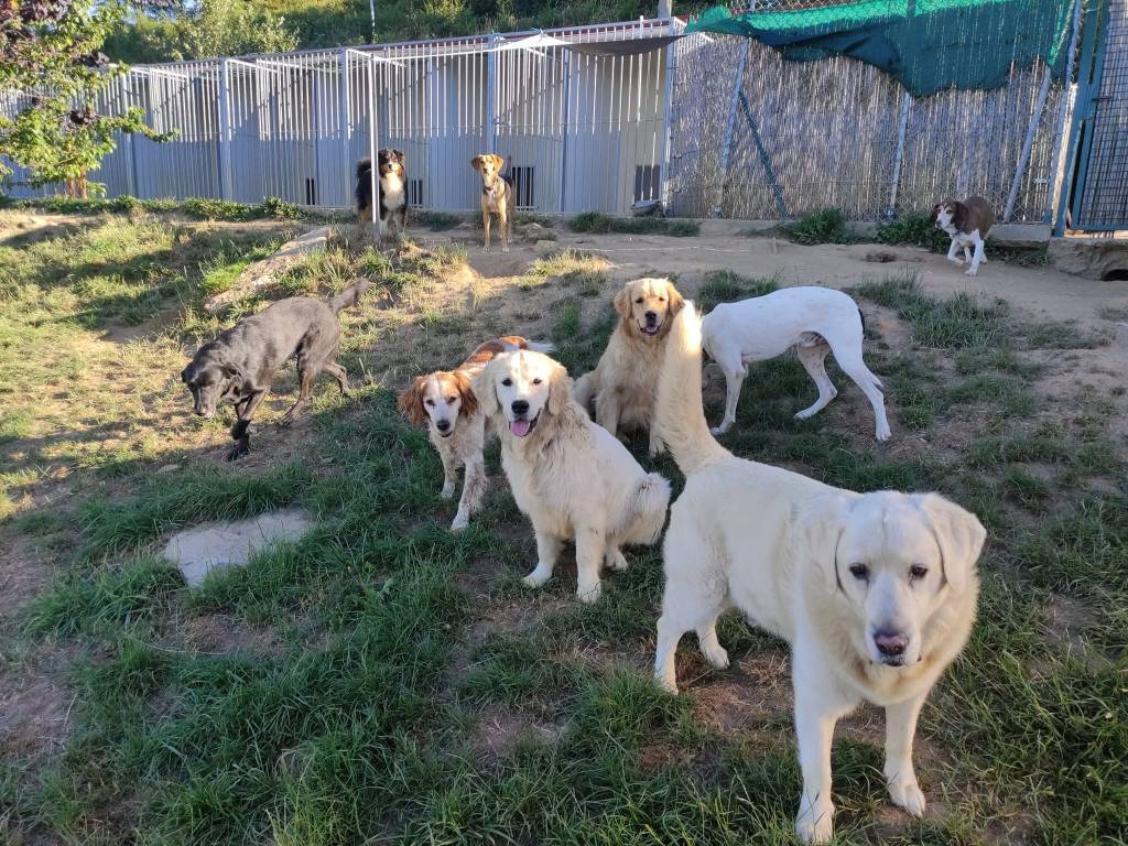 Aux Joyeux 4 Pattes Pension Canine Saint Martin en Haut Aux Joyeux 4 Pattes Pension Canine Saint Martin en Haut