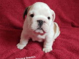 Precious Beauty's