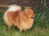 Des Ch'tis Spitz