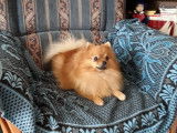 Des Ch'tis Spitz