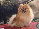 Des Ch'tis Spitz