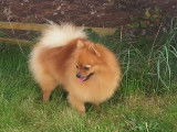 Des Ch'tis Spitz