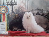 Des Ch'tis Spitz