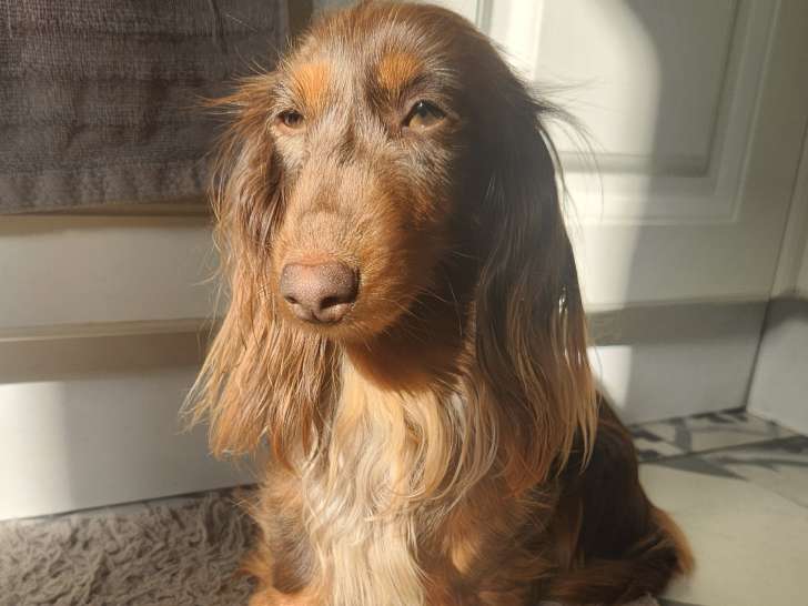 Very beautiful Moshi, femelle kaninchen merle marron et tan