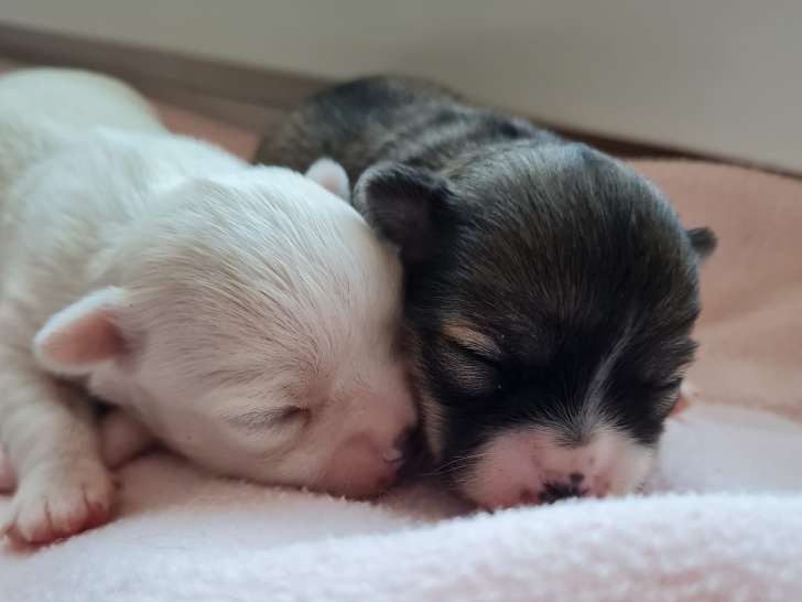 Merveilles De La Forge