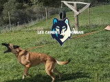Les Canidés du Lyonnais