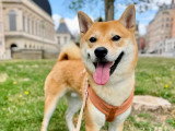 Lizzie Dogs