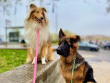 Lizzie Dogs