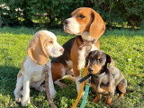 Lizzie Dogs
