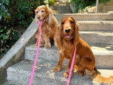 Lizzie Dogs