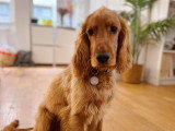 Lizzie Dogs