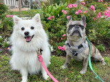 Lizzie Dogs