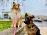 Lizzie Dogs