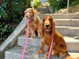 Lizzie Dogs