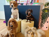 Lizzie Dogs