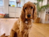 Lizzie Dogs