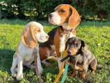 Lizzie Dogs