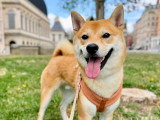 Lizzie Dogs