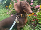 Lizzie Dogs