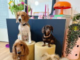 Lizzie Dogs