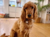 Lizzie Dogs