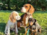 Lizzie Dogs