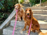 Lizzie Dogs