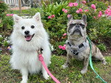 Lizzie Dogs