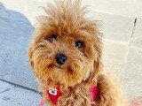 Lizzie Dogs