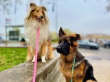 Lizzie Dogs