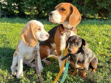 Lizzie Dogs