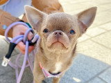 Lizzie Dogs