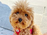 Lizzie Dogs