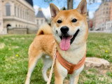 Lizzie Dogs
