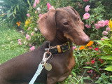 Lizzie Dogs