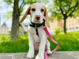 Lizzie Dogs