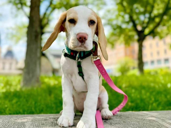 Lizzie Dogs