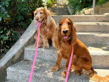 Lizzie Dogs