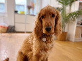 Lizzie Dogs