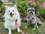 Lizzie Dogs