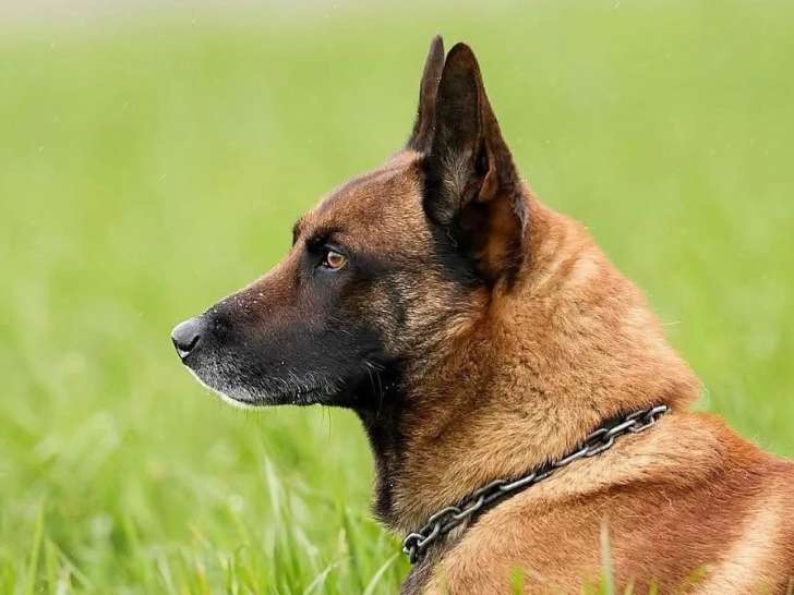 De la Petite Renardière