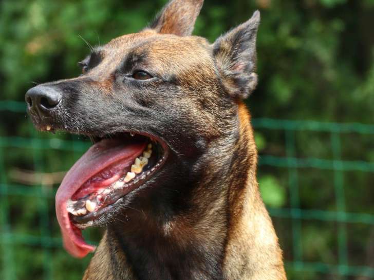 De la Petite Renardière