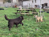 L'avis de chien