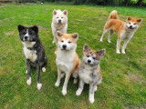 Of Imperial Kitsune