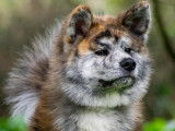 Of Imperial Kitsune